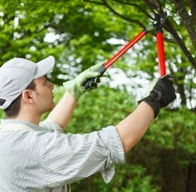 Trimming Tree - Property Maintenance